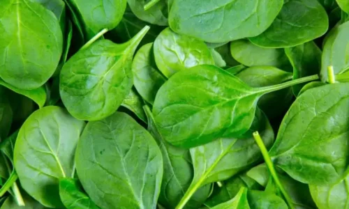 500-xxl-499-carmel-spinach-palak-500-seeds-vibex-original-imaggh96e6xesvna