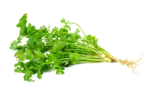 Coriander